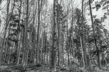 Ormanın güzel manzarası