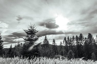 Bulutlu bir arkaplanı olan ağaçların dikey görüntüsü