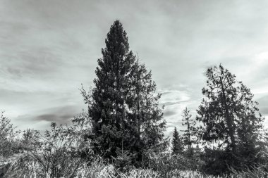Sonbaharda siyah beyaz bulutlu bir ağaç.