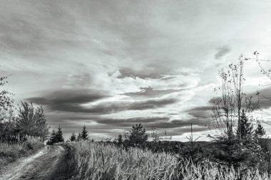 Ağaçlı ve ağaçlı güzel bir manzara.