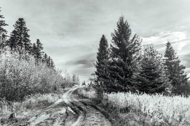 infrared image of a tree in a forest