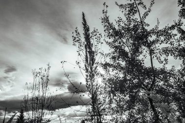 Ağaç dalları, doğa bitki örtüsü.