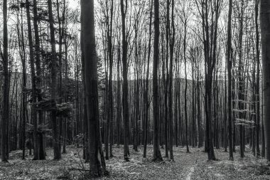 Ormandaki ağaçların siyah beyaz fotoğrafı