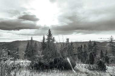 Bulutlu bir gökyüzünün altında yeşilliklerle çevrili güzel bir ormanın dikey görüntüsü.