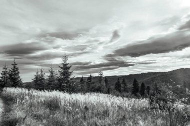 Dağlarda bir ağacı olan güzel bir manzara.