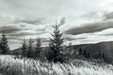 Karpat Dağları 'ndaki siyah ve beyaz manzara
