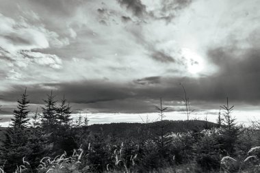 Landscapes, Forest, Carpathians, Photos of nature -Black and white photos, monochrome photos - Europe, Eastern Europe