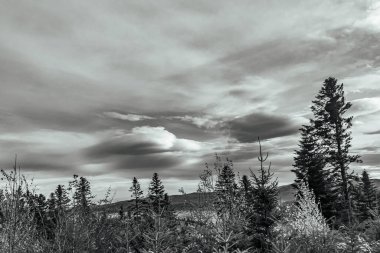 Dağlardaki bir ağacın dikey görüntüsü.