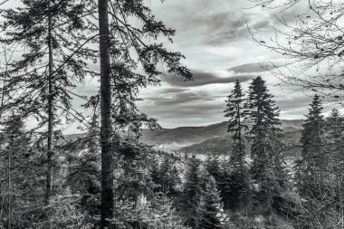 a low angle shot of a tree surrounded by mountains under a cloudy sky