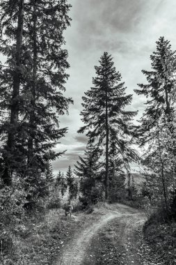 a path leading down a forest in autumn