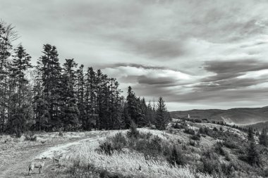 Sonbaharda Ukrayna Karpatları 'nda dağ manzarasının siyah ve beyaz görüntüsü