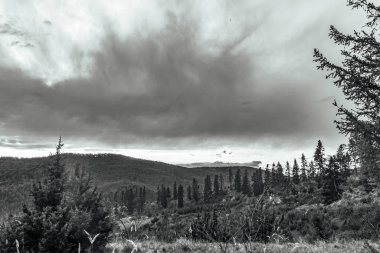 Bulutlu bir günde ağaçların gri tonlu bir görüntüsü.