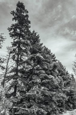 Dağlarda siyah-beyaz kış ağaçları