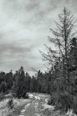 Ormanın güzel manzarası