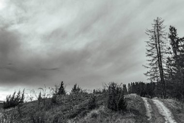 Ormanın ortasında bir ağaç olan siyah beyaz bir resim.