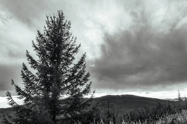 Ormanda kara fırtına bulutları