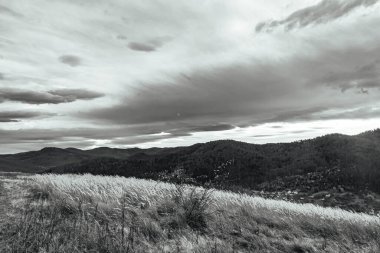 Ağacı ve bulutlu gökyüzü olan güzel bir manzara.