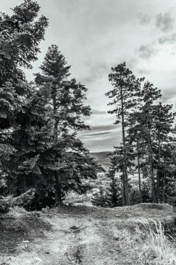 Dağların ve ormandaki ağaçların siyah ve beyaz manzarası