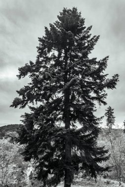 Bir tepedeki çam ağaçlarının dikey görüntüsü.