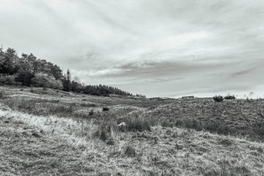 Ağacı ve sıradağları olan güzel bir manzara.