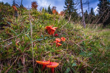 Ormanda renkli kırmızı turuncu çiçekler