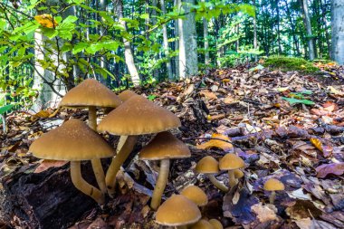 Ormandaki mantarlar