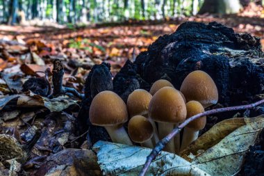 Ormandaki bir ormanda mantar