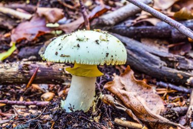 Ormanda yerde bir mantar.