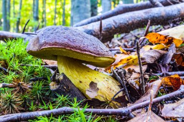 Ormandaki mantarlar. mantar ve yosun.