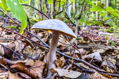 Ormanda beyaz mantar