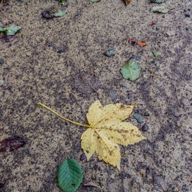 Yere düşen sonbahar yaprakları