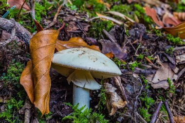 mantar orman yakın çekim