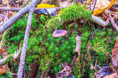 Yosun ve mantarlı sonbahar ormanı