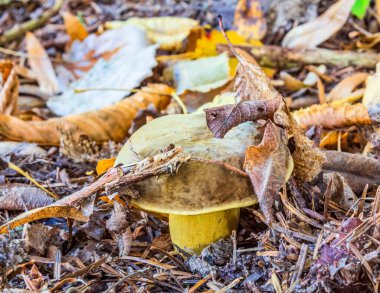 Sarı yaprakların arasında yerde mantar var..