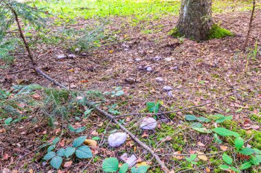 Devrilmiş ağaç yaprakları yere düşer.