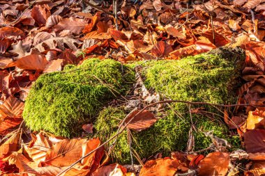Ormanda yere düşen yapraklar.