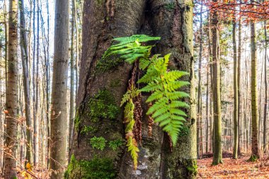 Karpat Dağları 'ndaki güzel sonbahar ormanı