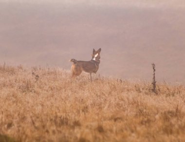 Geyik sisli bir sabahta doğada.