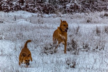 Köpek kış ormanında