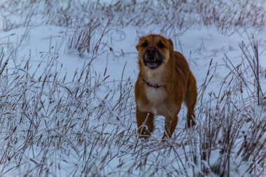 Şirin bir köpeğin portresi.