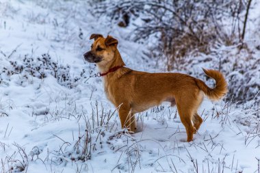 Kışın köpek. Karda hayvan yürüyüşü. Doğadaki hayvan.