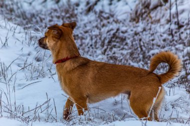Karda kırmızı köpek portresi
