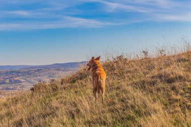 Dağlarda bir köpek