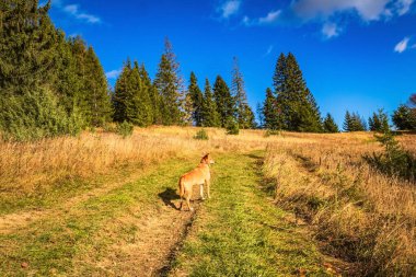 Animals, Nature, Domestic animals - urope, Eastern Europe