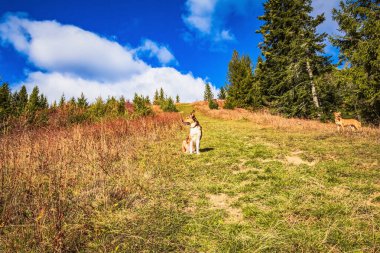 Animals, Nature, Domestic animals - urope, Eastern Europe