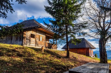 Animals, Nature, Domestic animals - urope, Eastern Europe