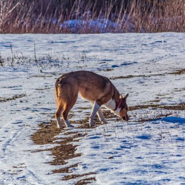 Köpek kış ormanında oynuyor.