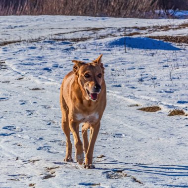 Köpek karda koşuyor..