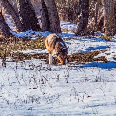 Köpek kışın karda yürür.
