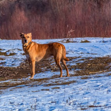 Kızıl köpek kışın karda yürür